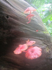Mycena roseilignicola