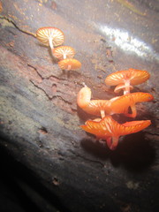 Mycena roseilignicola