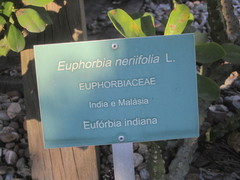 Euphorbia nivulia