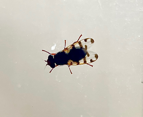 Unknown species found near E Frontage Rd, Carmen, AZ, US