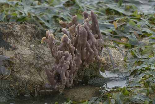 Callyspongia diffusa observed 2025-12-06