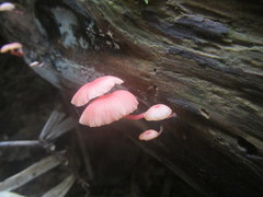 Mycena roseilignicola