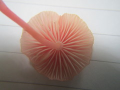 Mycena roseilignicola