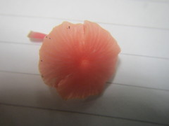Mycena roseilignicola