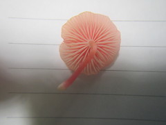 Mycena roseilignicola