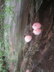 Mycena roseilignicola