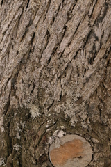 Dendrographa leucophaea