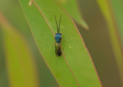Eucharitidae