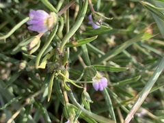 Blepharis integrifolia