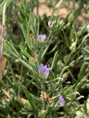 Blepharis integrifolia