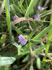 Blepharis integrifolia