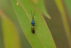 Eucharitidae