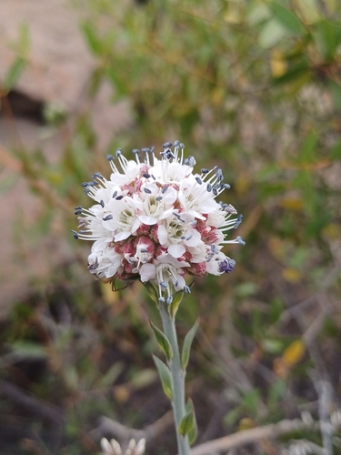 Malesherbia fasciculata (Malesherbia fasciculata)