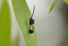 Eucharitidae