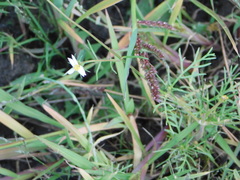 Cosmos parviflorus