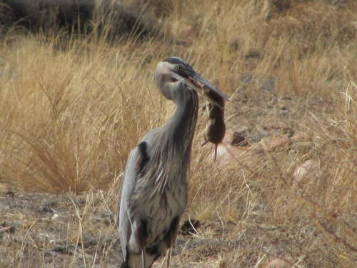 Great Blue Heron photographed in Utah