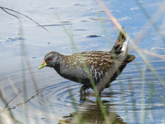 Australian Crake photo 3