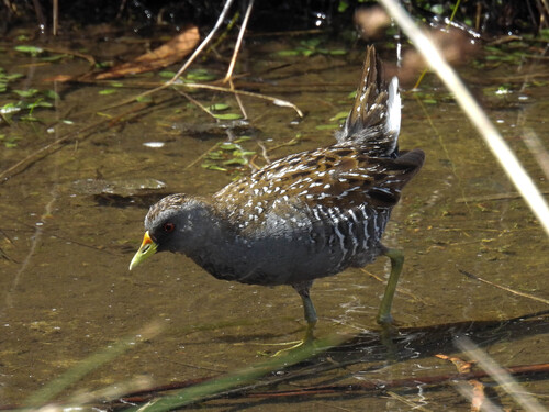Australian Crake (Porzana fluminea), photo 10