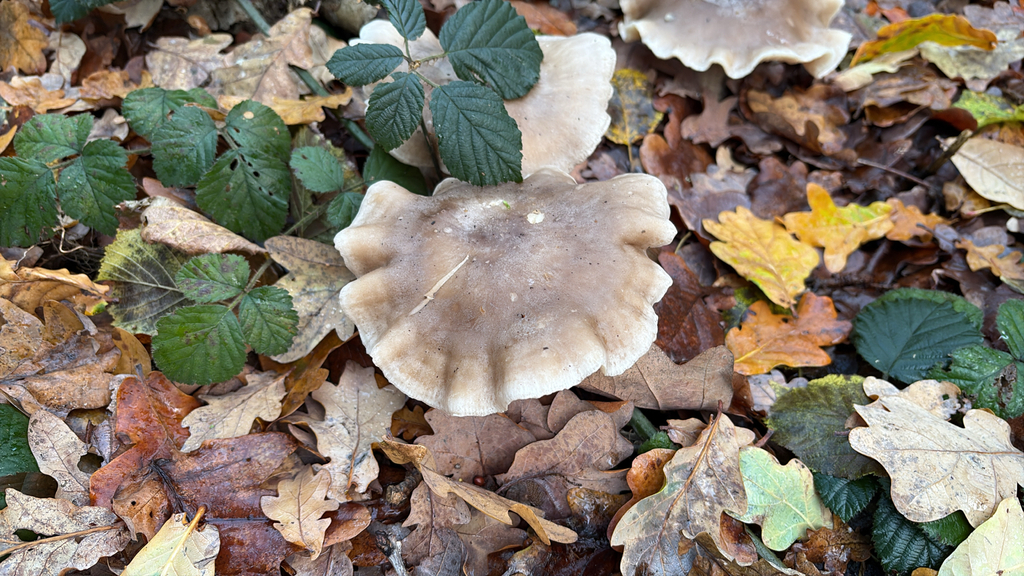 Clitocybe nebularis · December 2025 · photo: © sarahhadland (iNaturalist, cc-by)