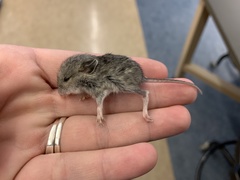 Peromyscus gambelii