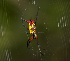 Micrathena kirbyi