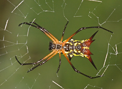 Micrathena kirbyi