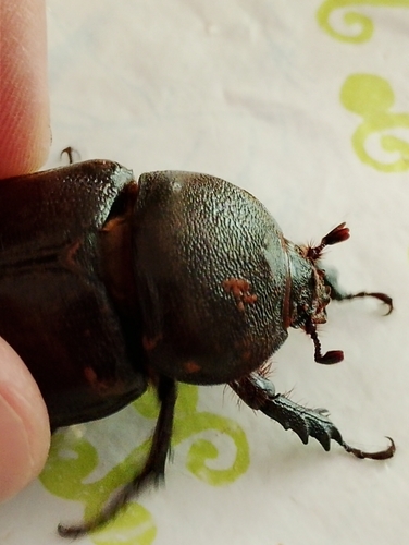 Heterogomphus aidoneus