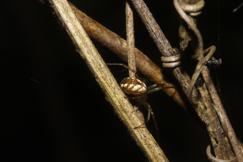 Mangora picta