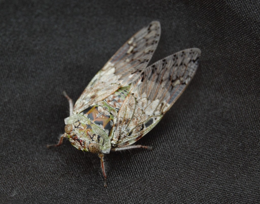 Neoplatypleura