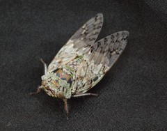 Platypleura badia