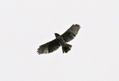 Buteo solitarius