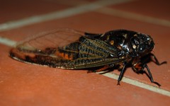 Cryptotympana aquila