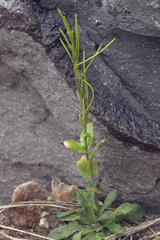 Arabis stelleri