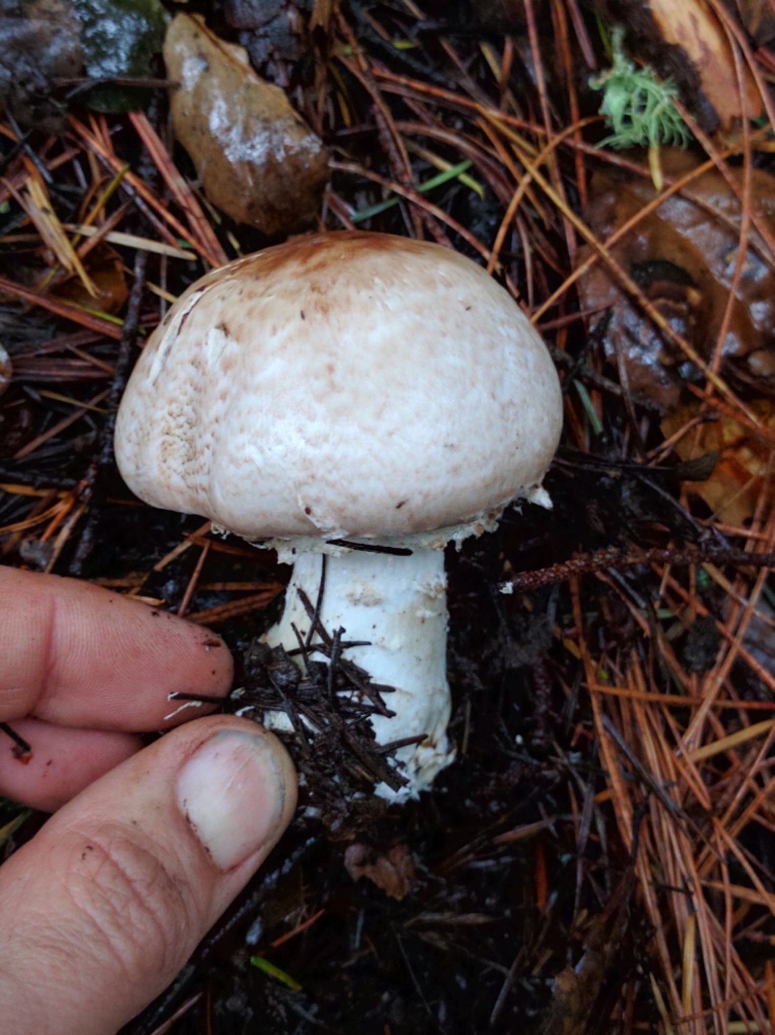 Agaricus hondensis image