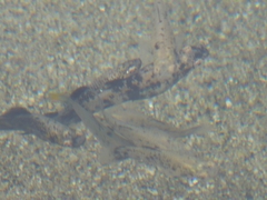 Poecilia mexicana