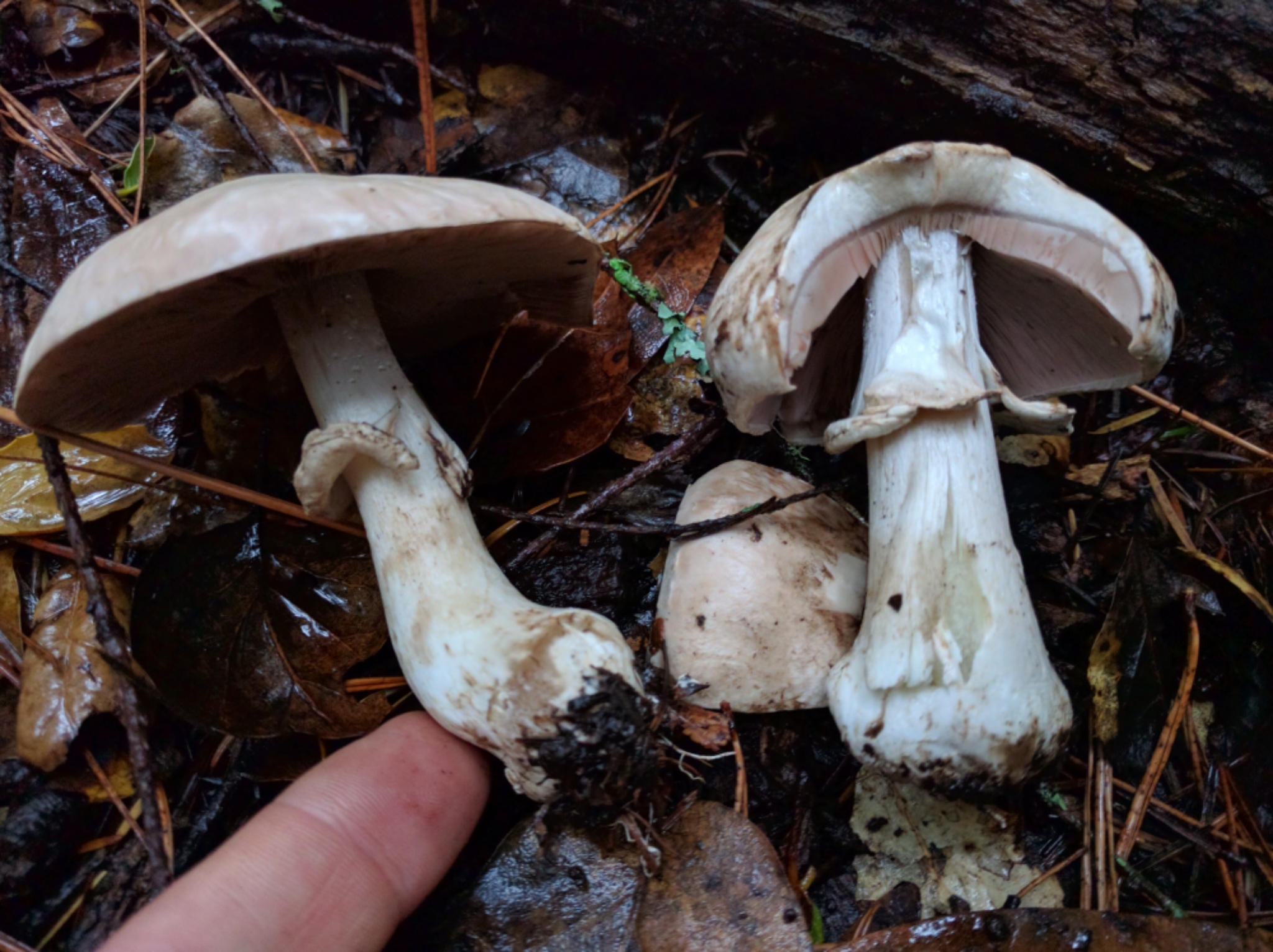 Agaricus hondensis image