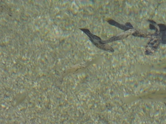 Poecilia mexicana