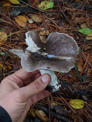 Tricholoma griseoviolaceum