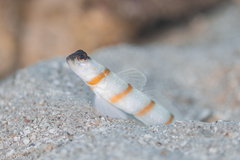 Magnus' Prawn-Goby photo 5