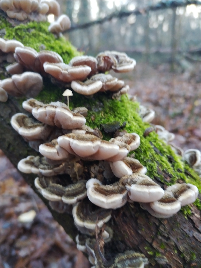 Auricularia mesenterica · December 2025 · photo: © edorazzetti (iNaturalist, cc-by)