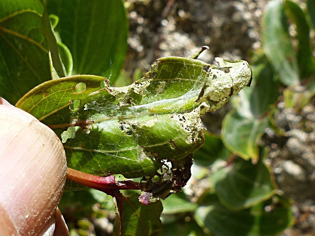 Kessleria