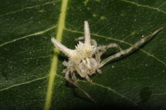 Mastophora leucacantha