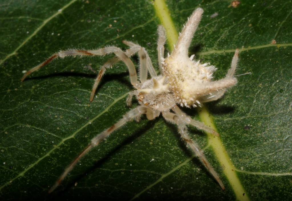 Mastophora leucacantha