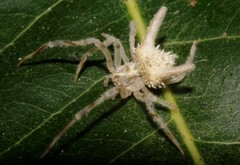 Mastophora leucacantha