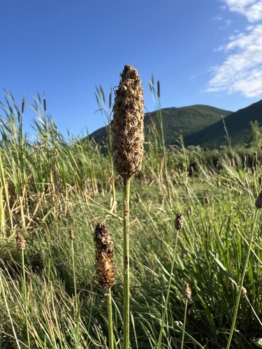 Tall Plantain (Plantago altissima)