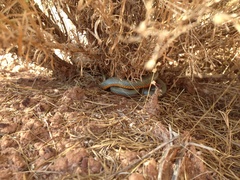 Diadophis punctatus regalis