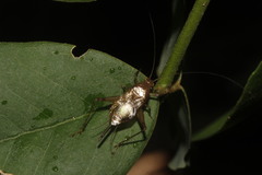 Anaxipha angusticollis