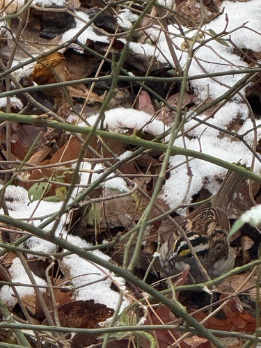 White-throated Sparrow