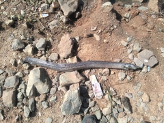 Mastacembelus armatus