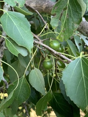 Cordia caffra